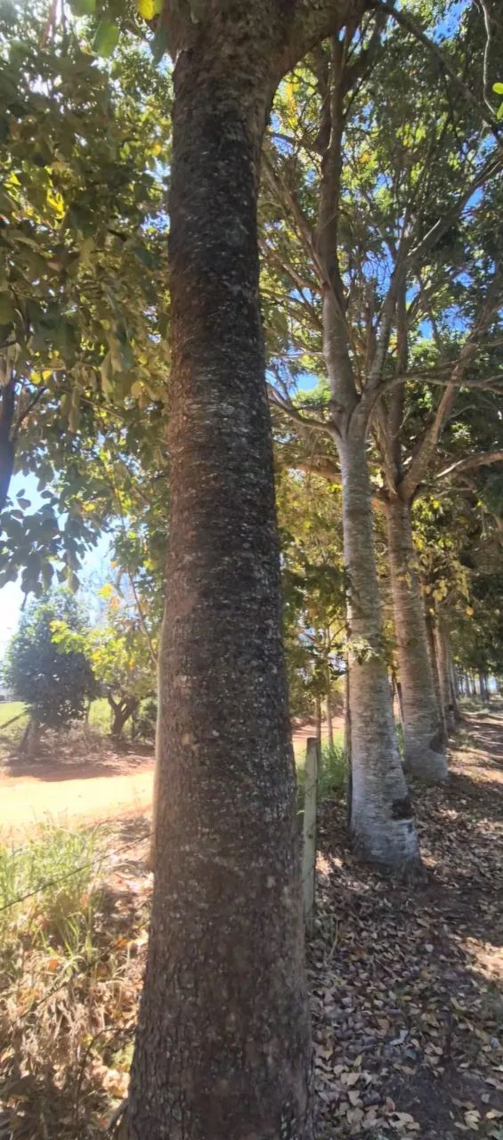 Toras de Mogno Africano - Foto 3
