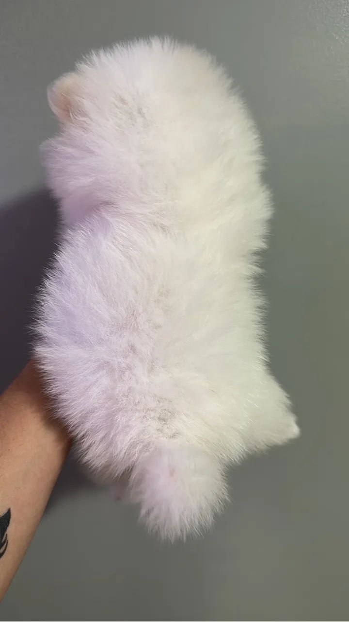 spitz alemão  - Foto 2