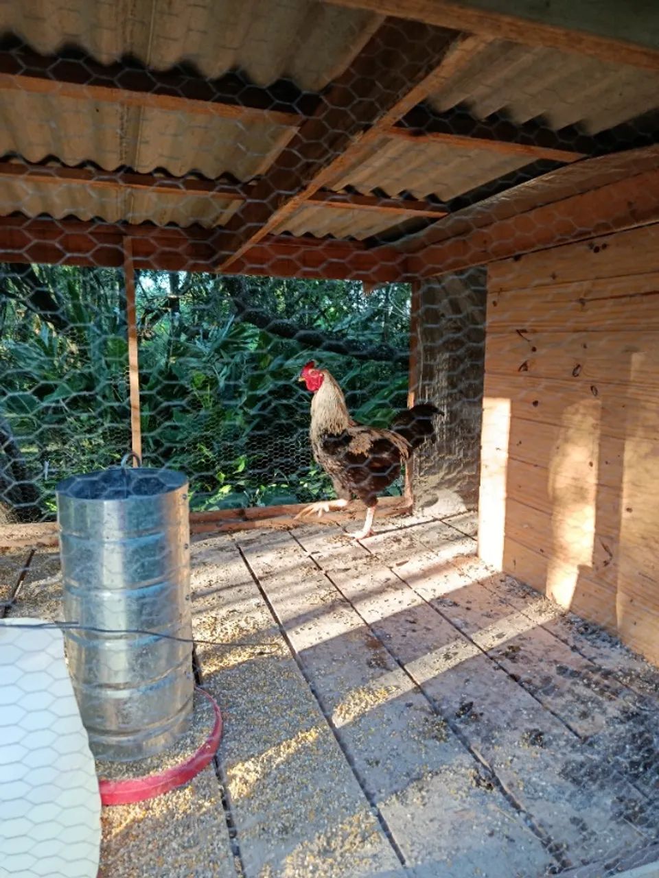 Frango caipira - Foto 2