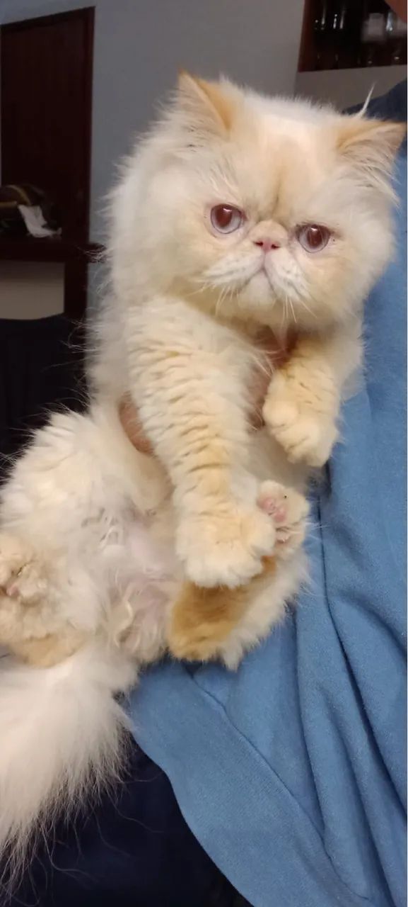 Gato Persa Himalaio  - Foto 4