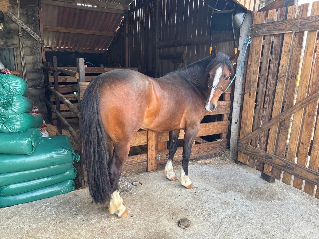 Cavalo crioulo  - Foto 3