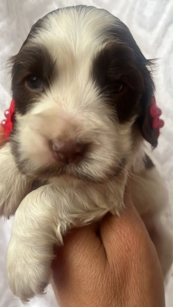 Cocker Spaniel inglês 