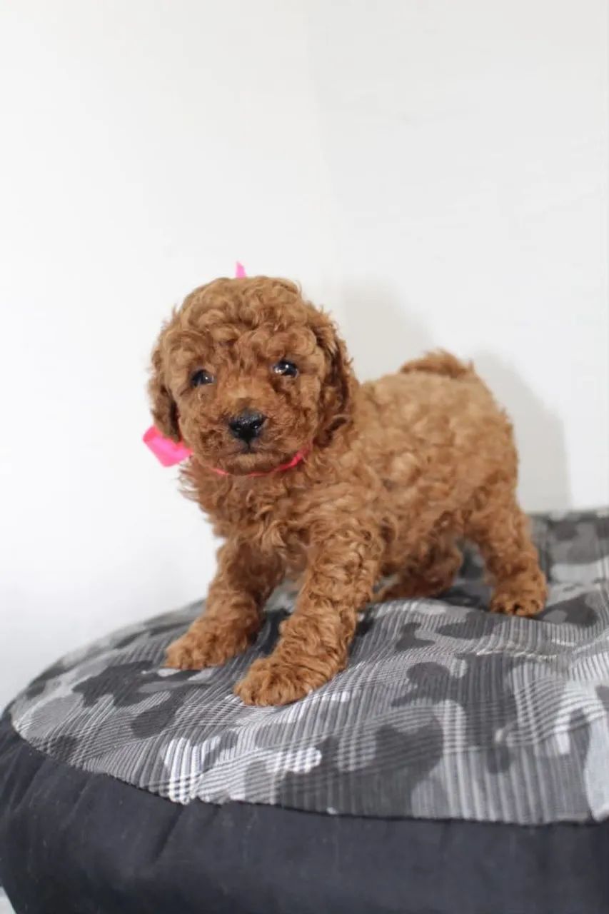 Poodle red  - Foto 3