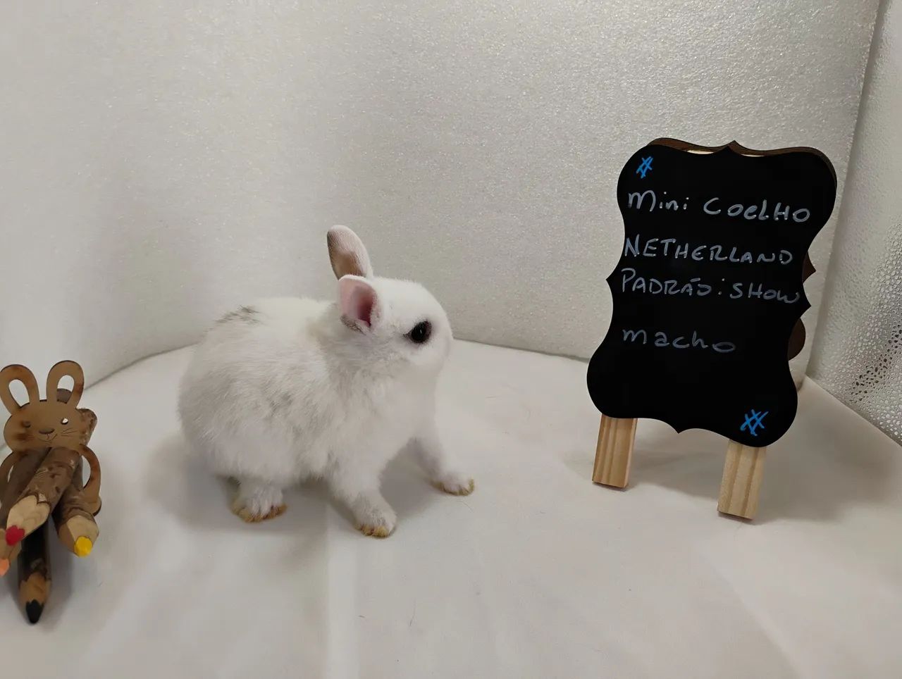 Mini Coelho Anão  - Foto 5