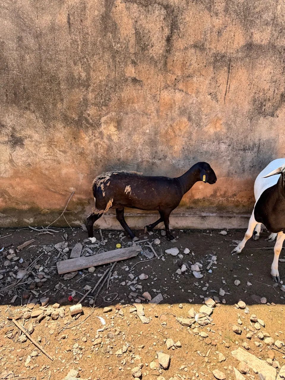 Vendo casal de ovelhas 