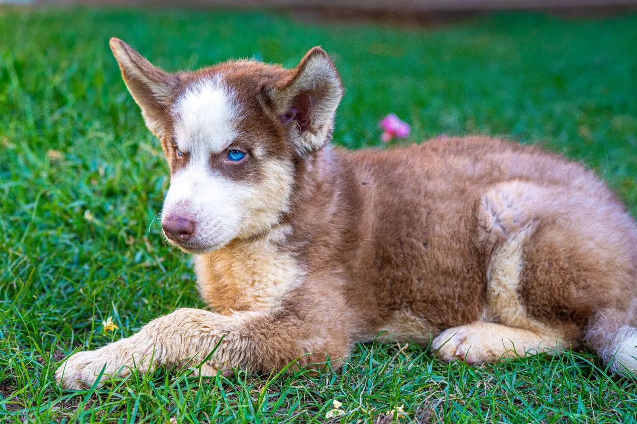 Vendo filhotes de Husky Siberiano  - Foto 5