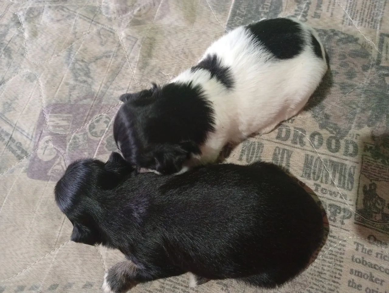 Vendo esses lindo filhote de Shitzu  - Foto 3
