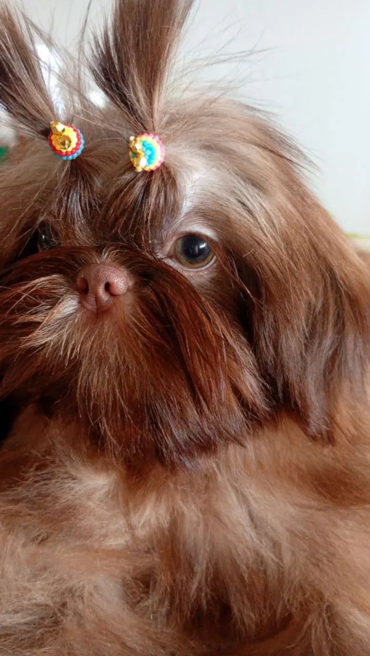 Shih Tzu Fêmea microzinha  - Foto 3