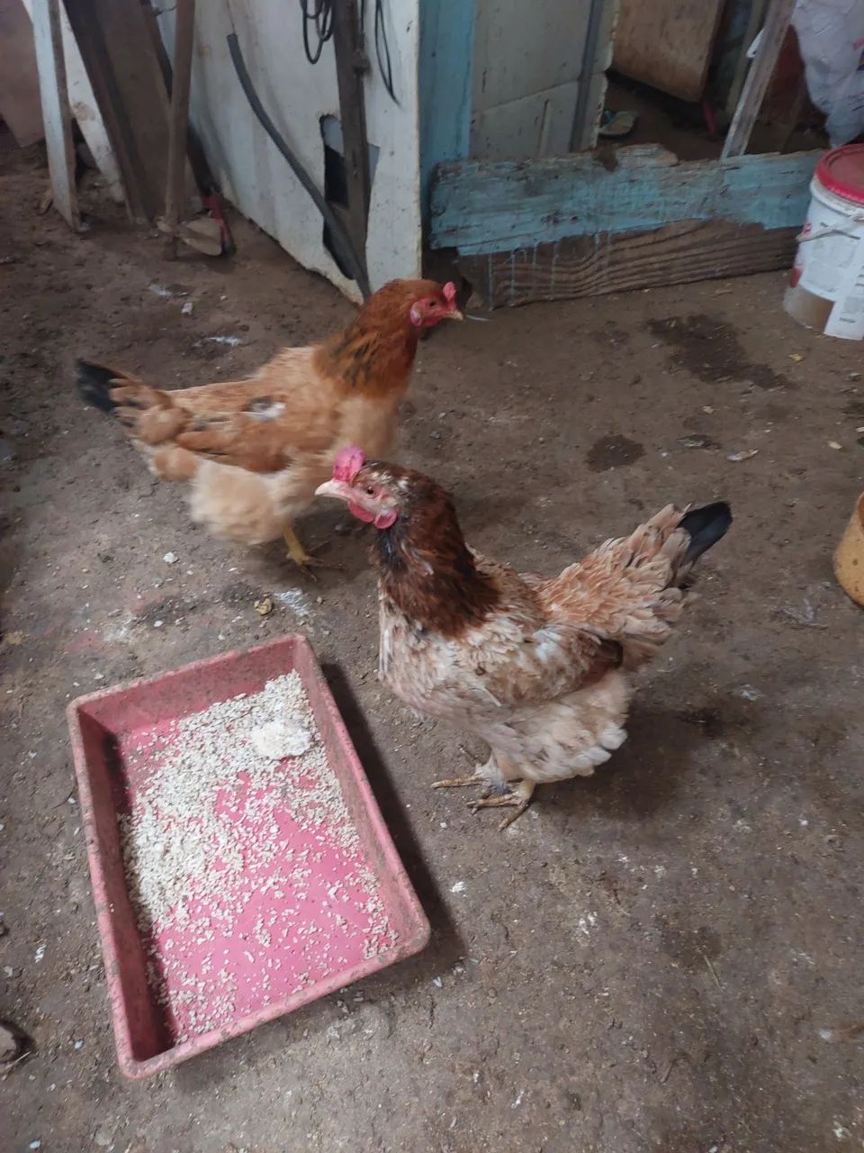 Galinha - Foto 2