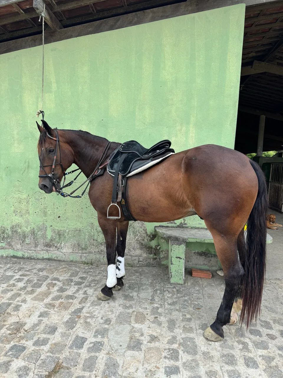 Vende-se cavalo quarto de milha sem documento  - Foto 2