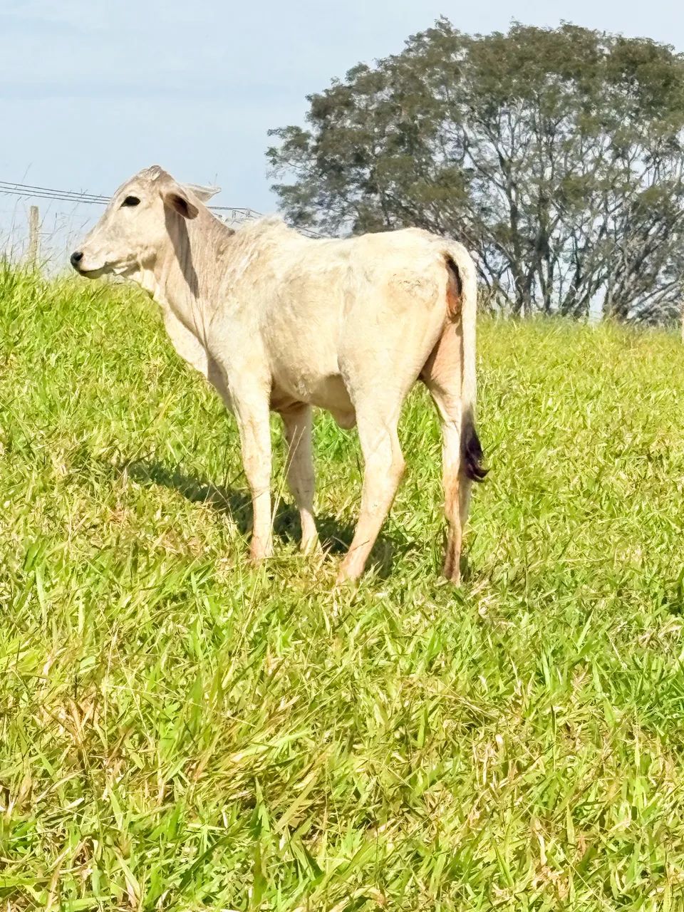 Bezerra Nelore 