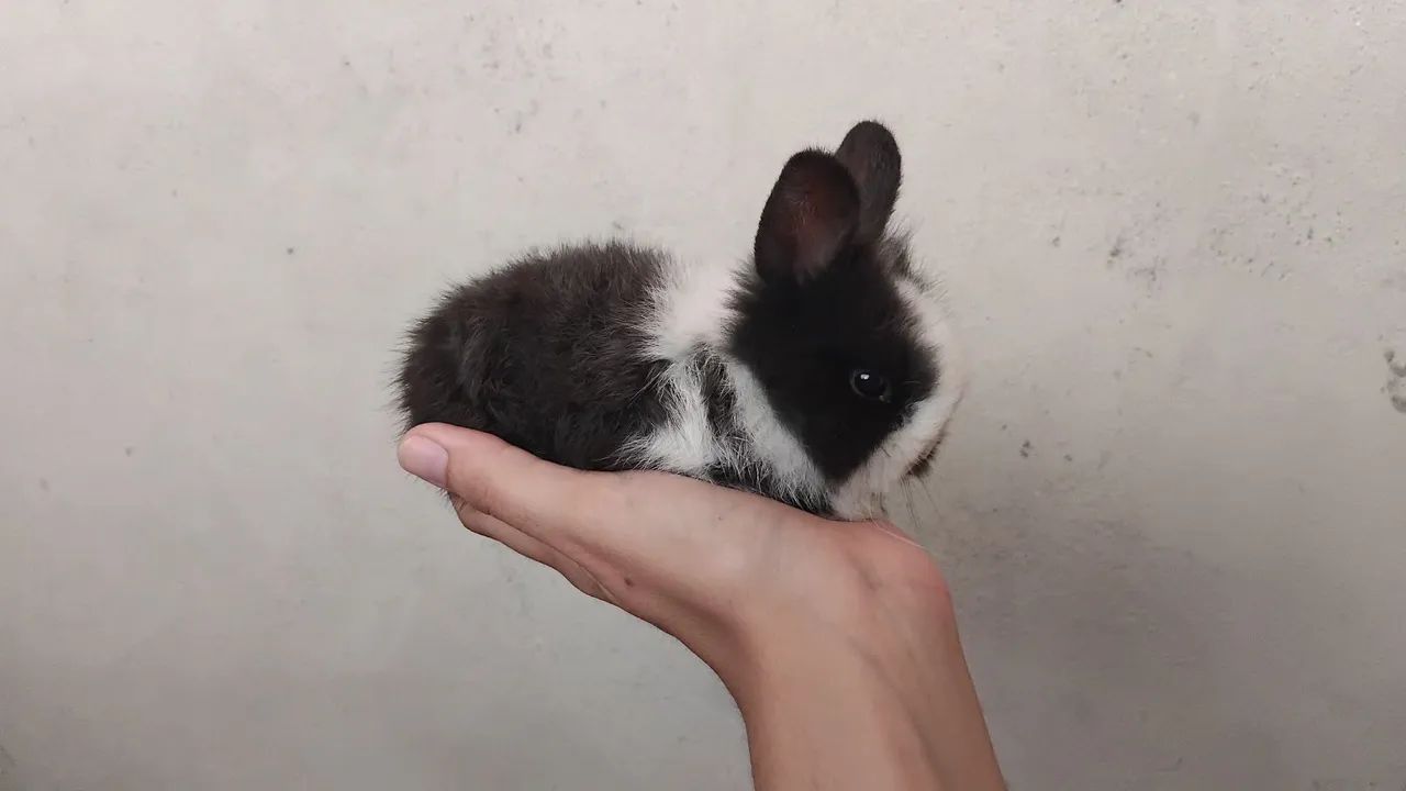 Filhotes mestiços Red Lion - Foto 2