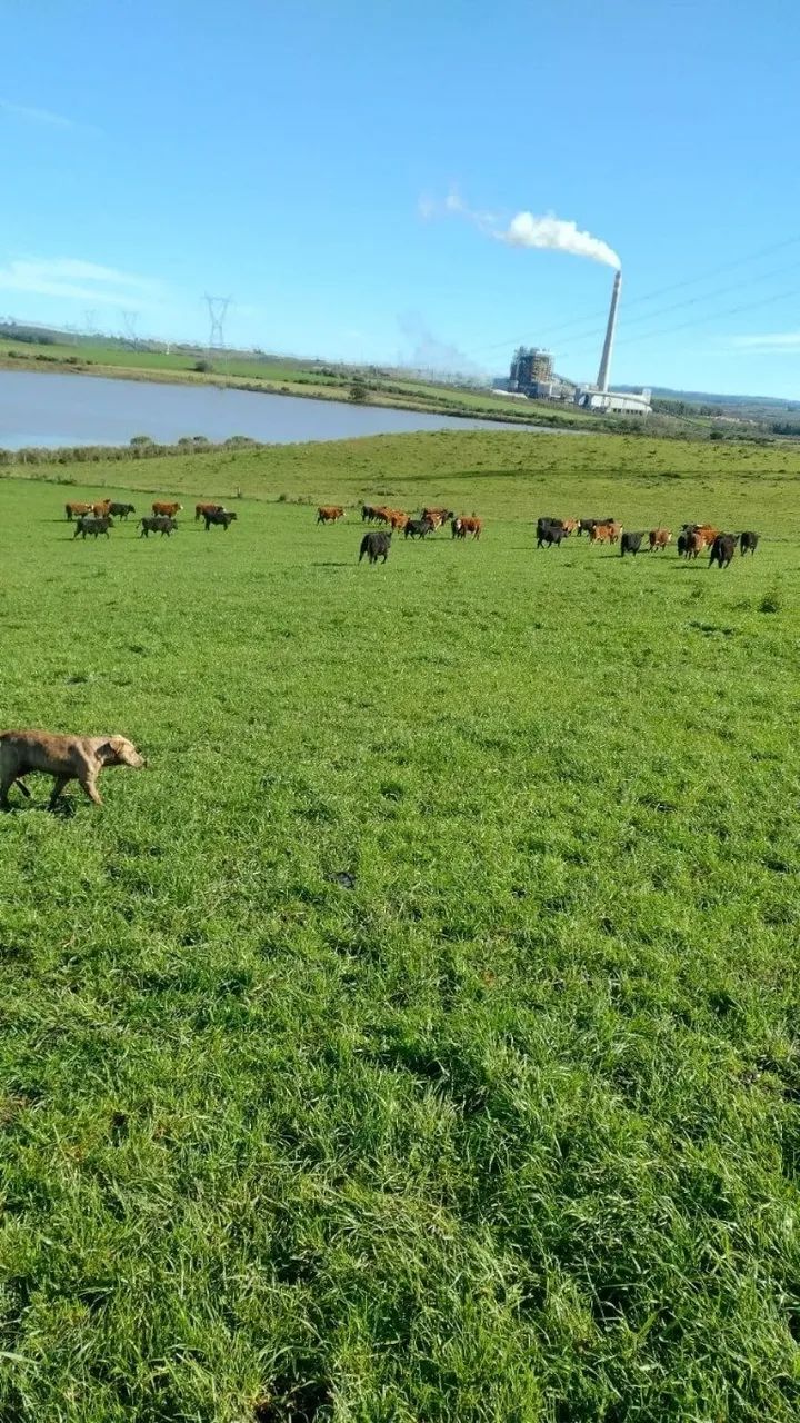 .Estância 121 hectares à venda em Seival RS, soja,arroz e pecuária - Foto 9
