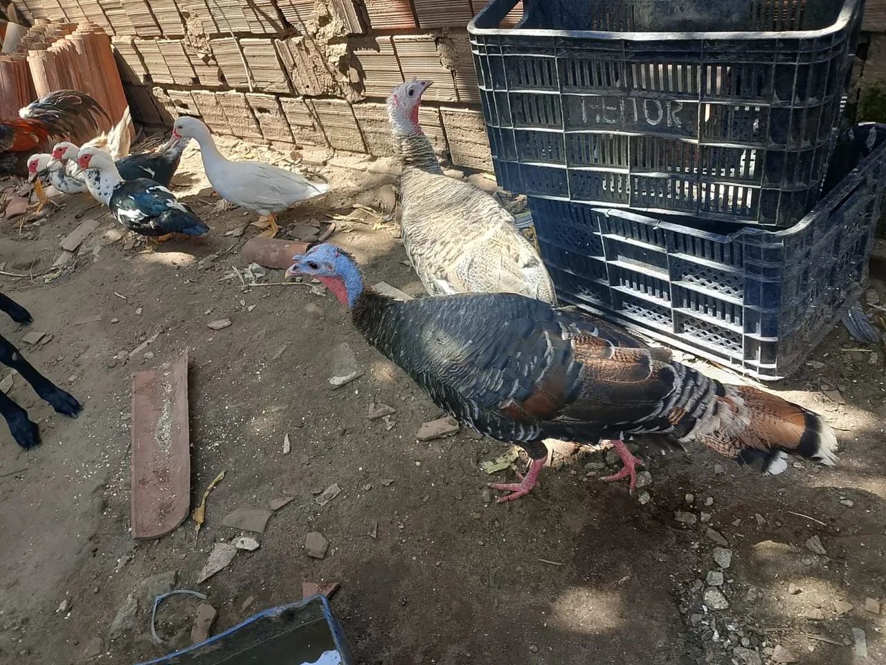 Perú 
