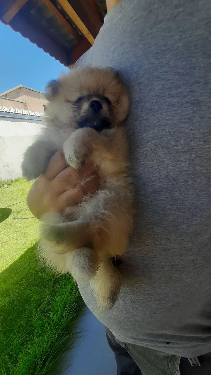 Fêmeas Lulu da Pomerânia ( Spitz Alemão) - Foto 2