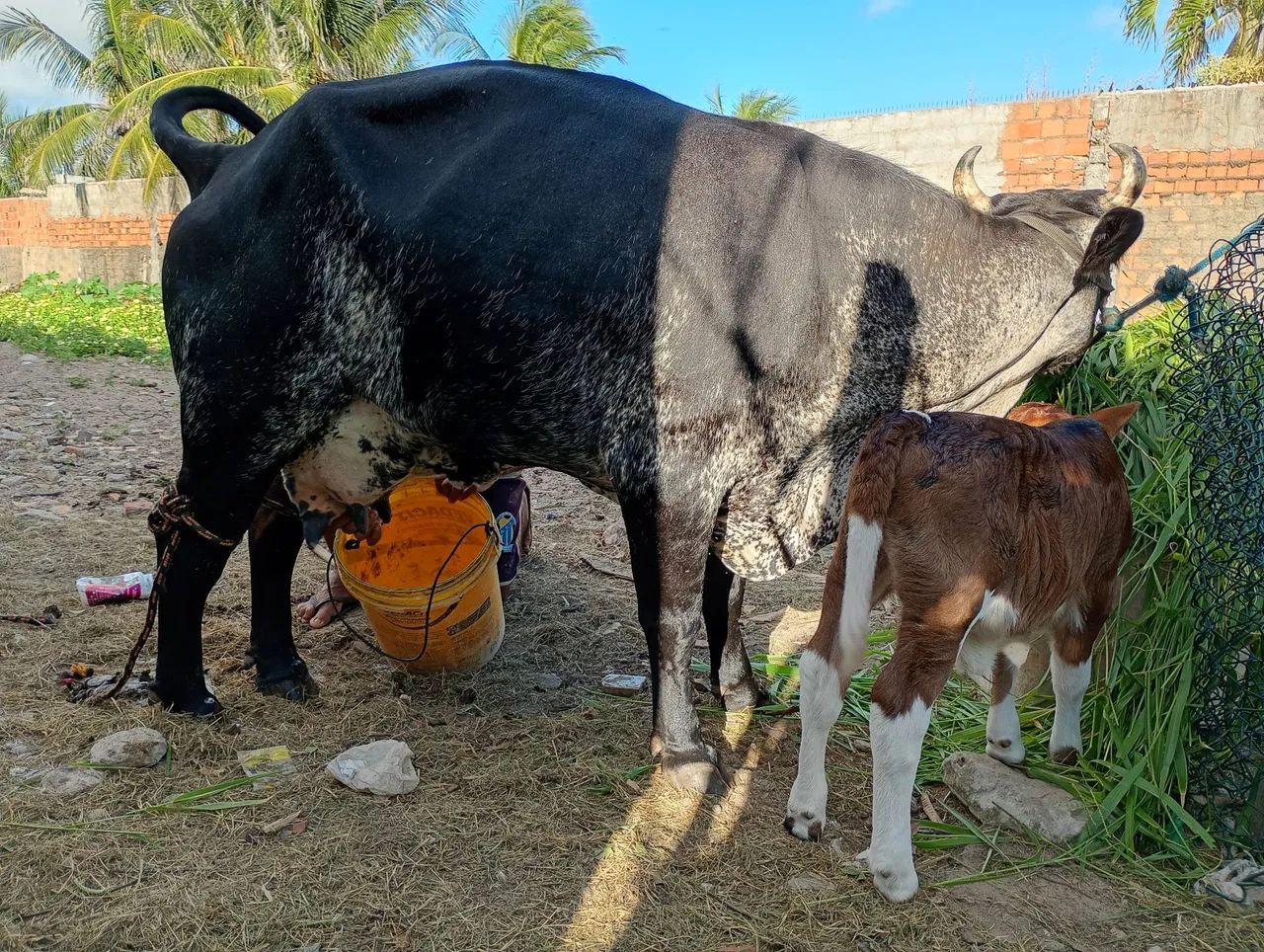 Vaca parida vendo  - Foto 2