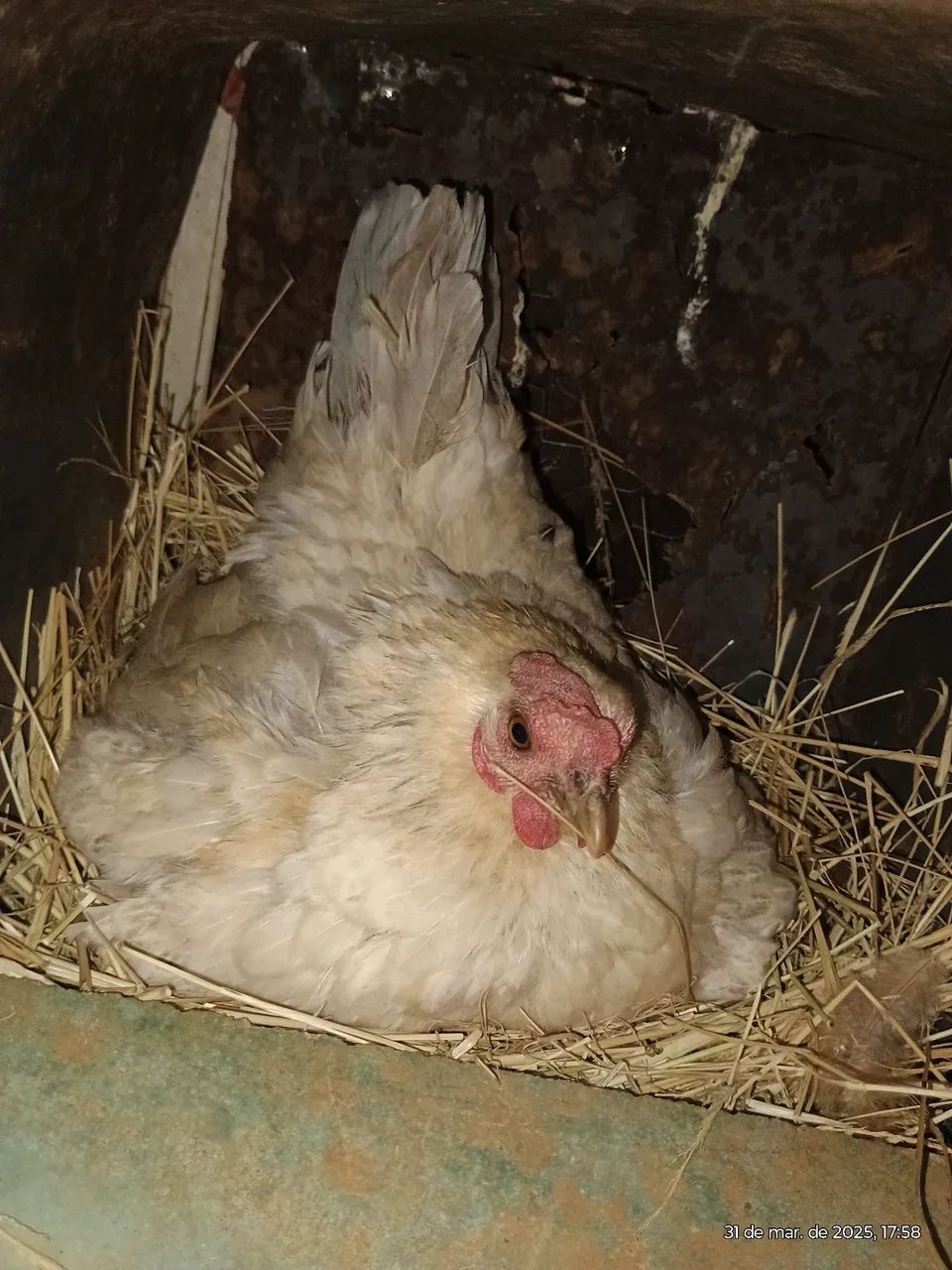 Galinha garnize e mine garnize! - Foto 4