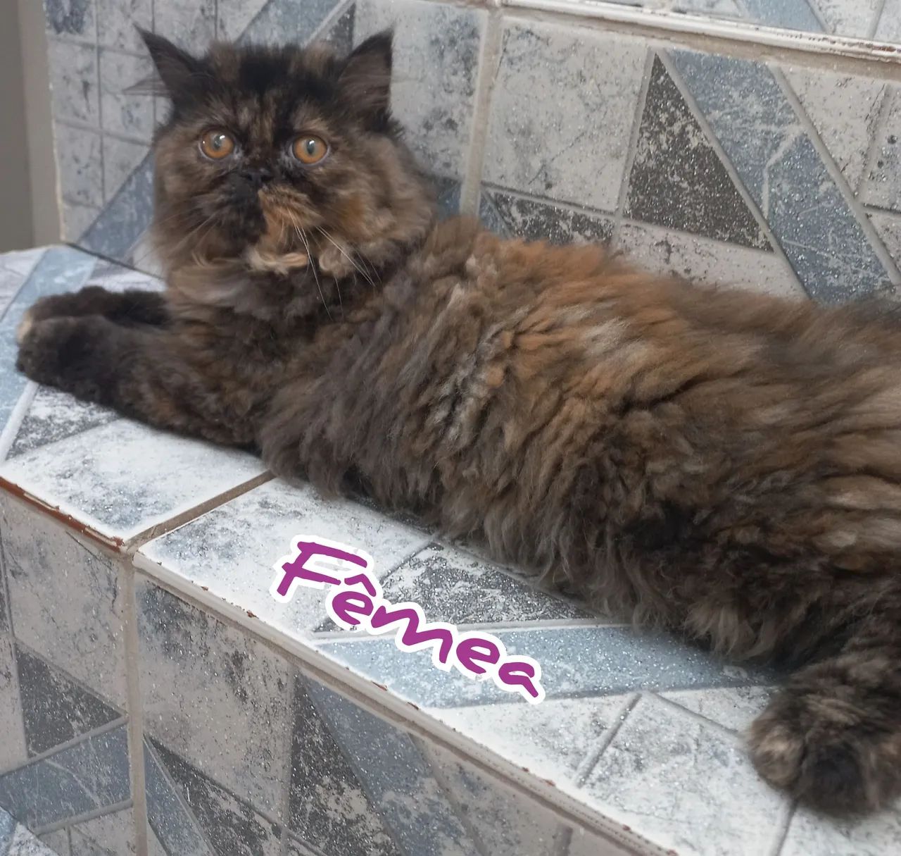 Filhotes Gatos Persas - Foto 2