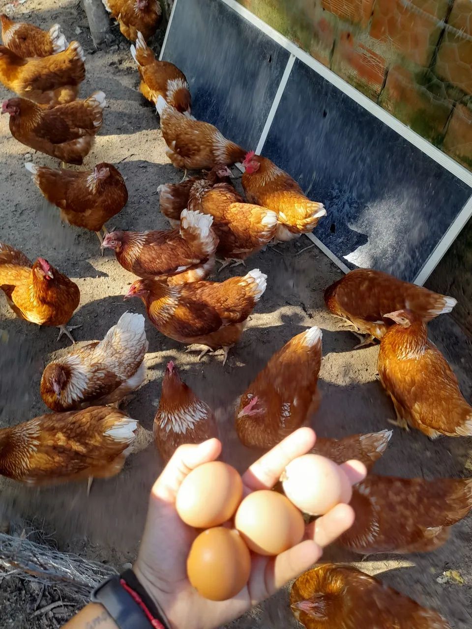 Ovos de galinha caipira - Foto 5