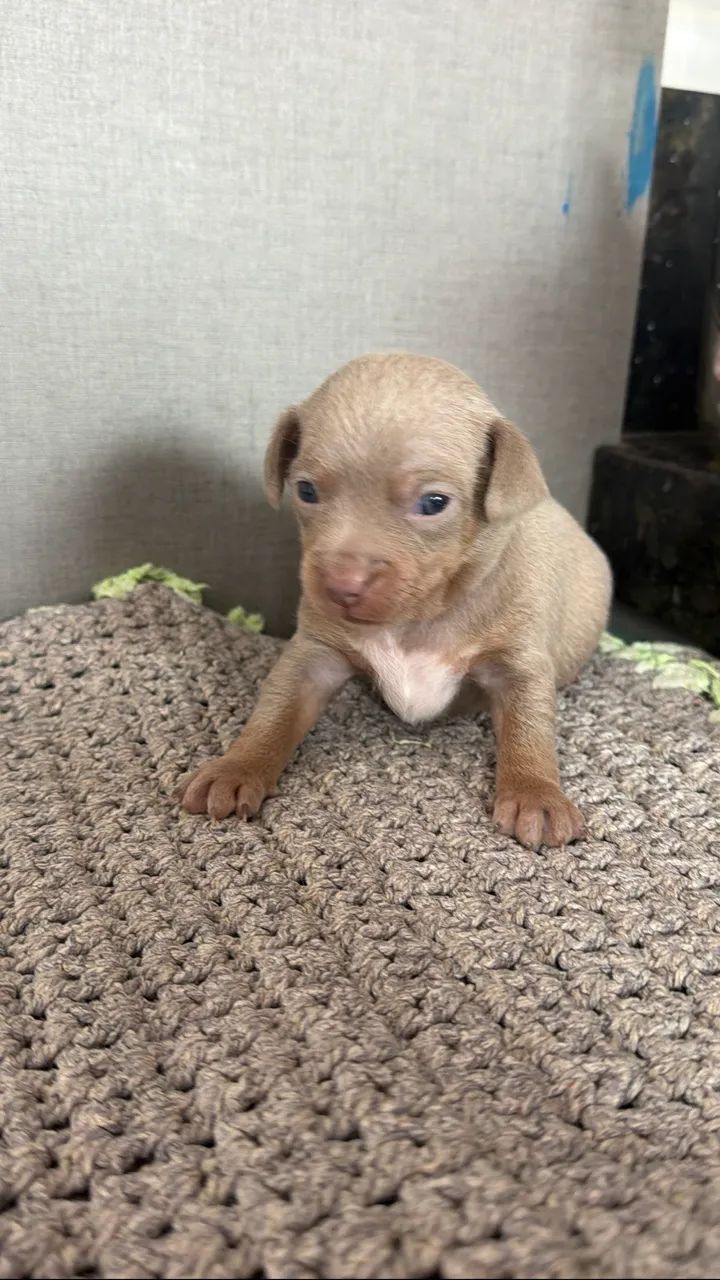 Pinscher - Foto 2