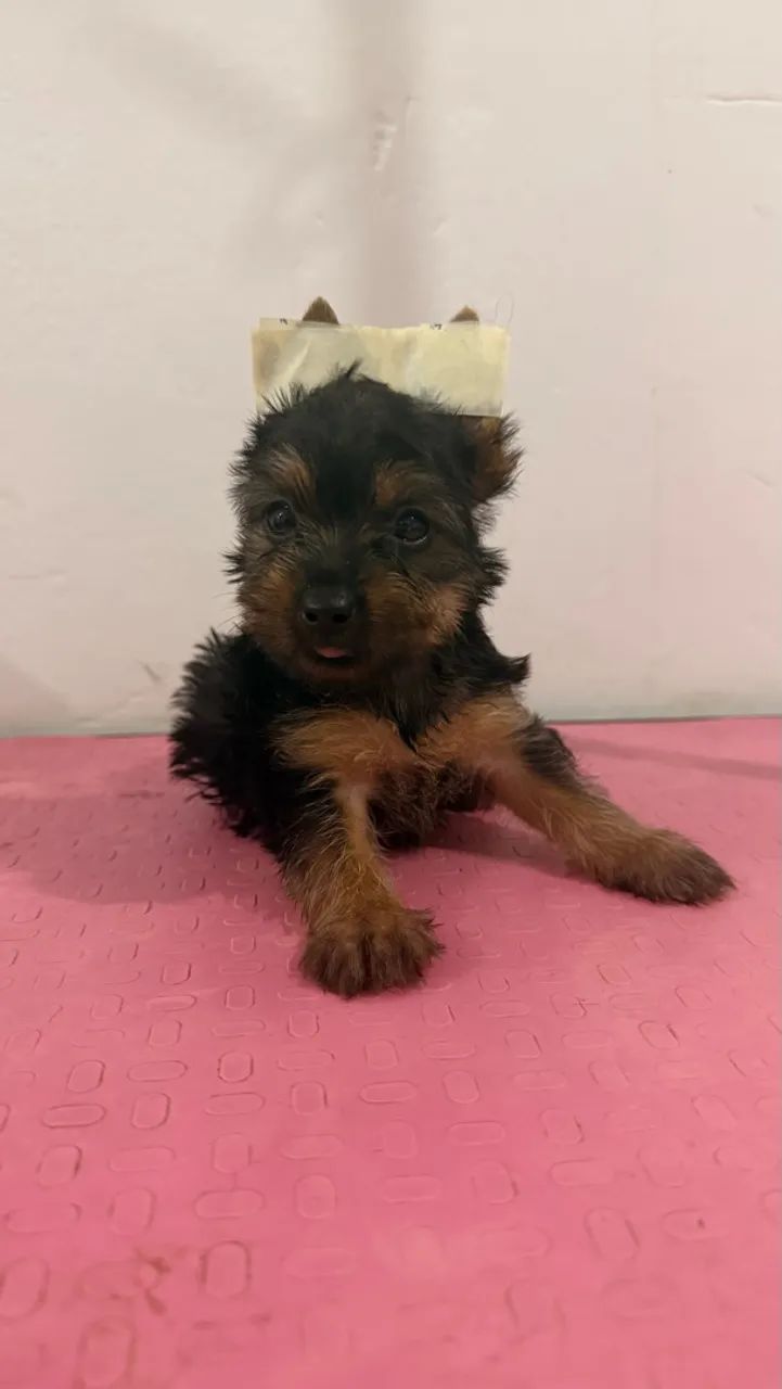 Yorkshire terrier  - Foto 3