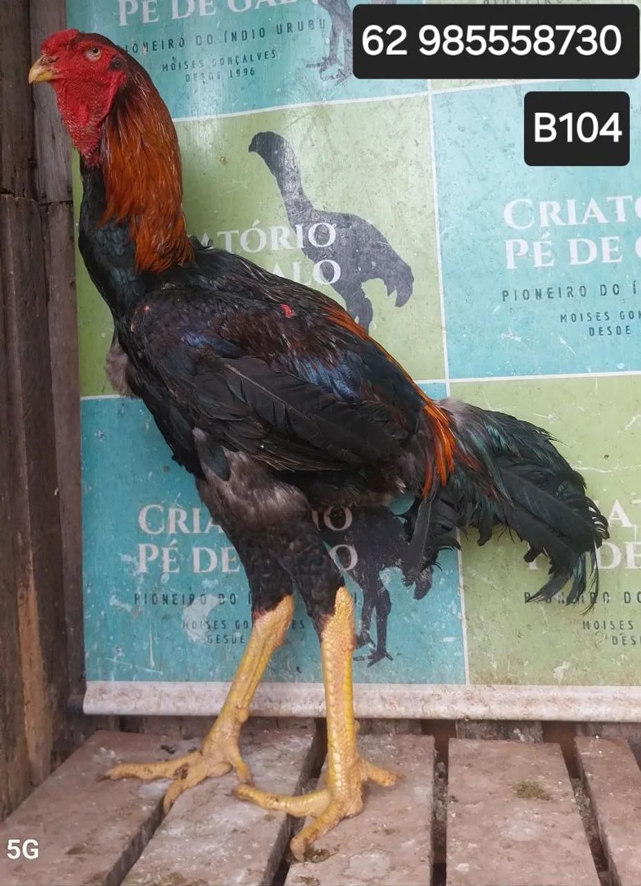 ÍNDIO GIGANTE  - Foto 3