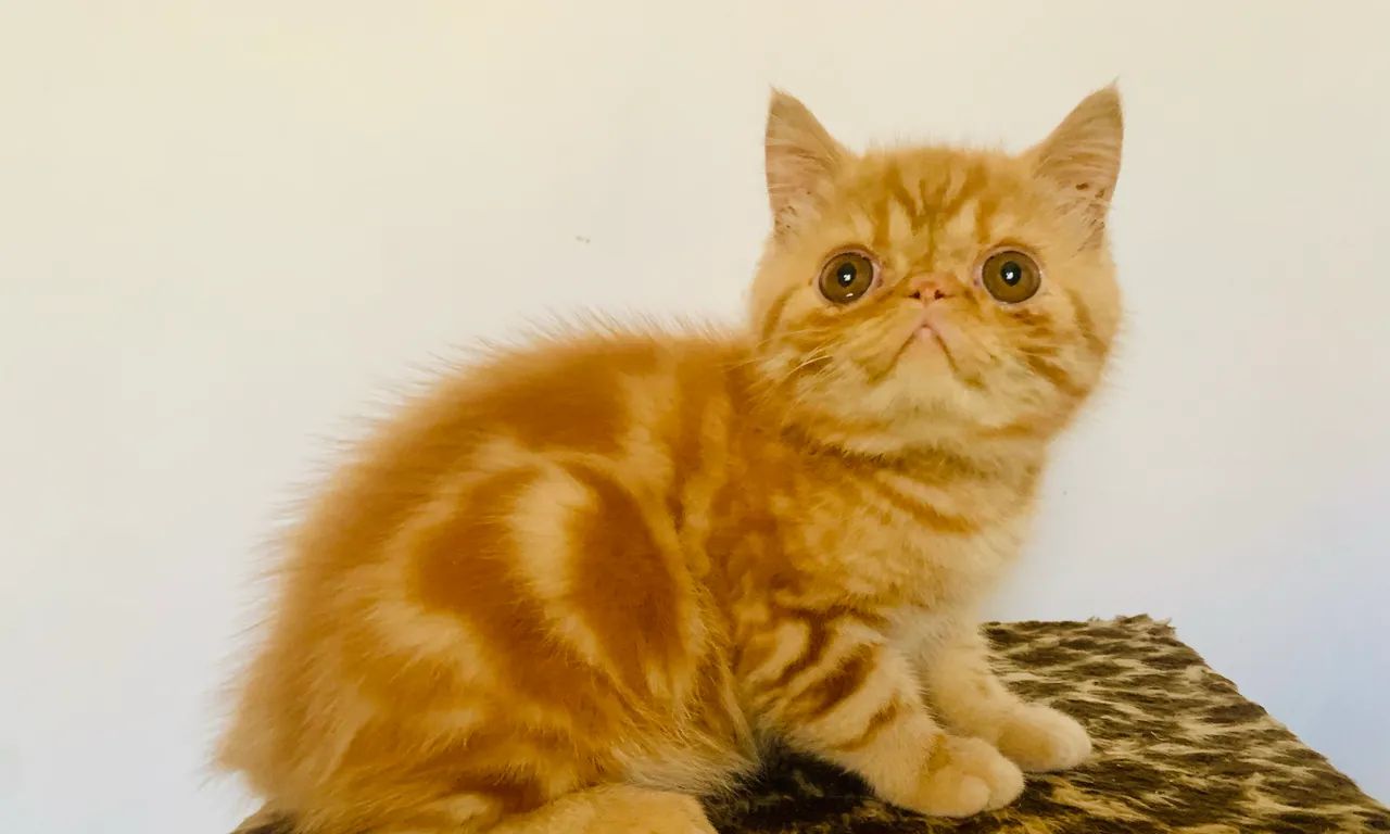 Filhote gato persa exótico show Garfield  - Foto 4