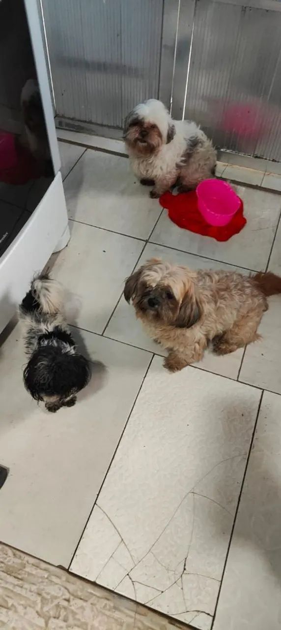 Shih tzu  - Foto 3