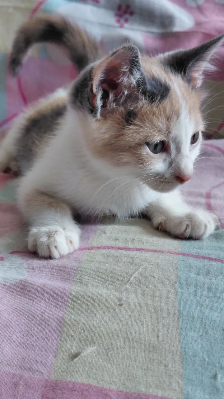 Adoção Responsavel - Foto 4