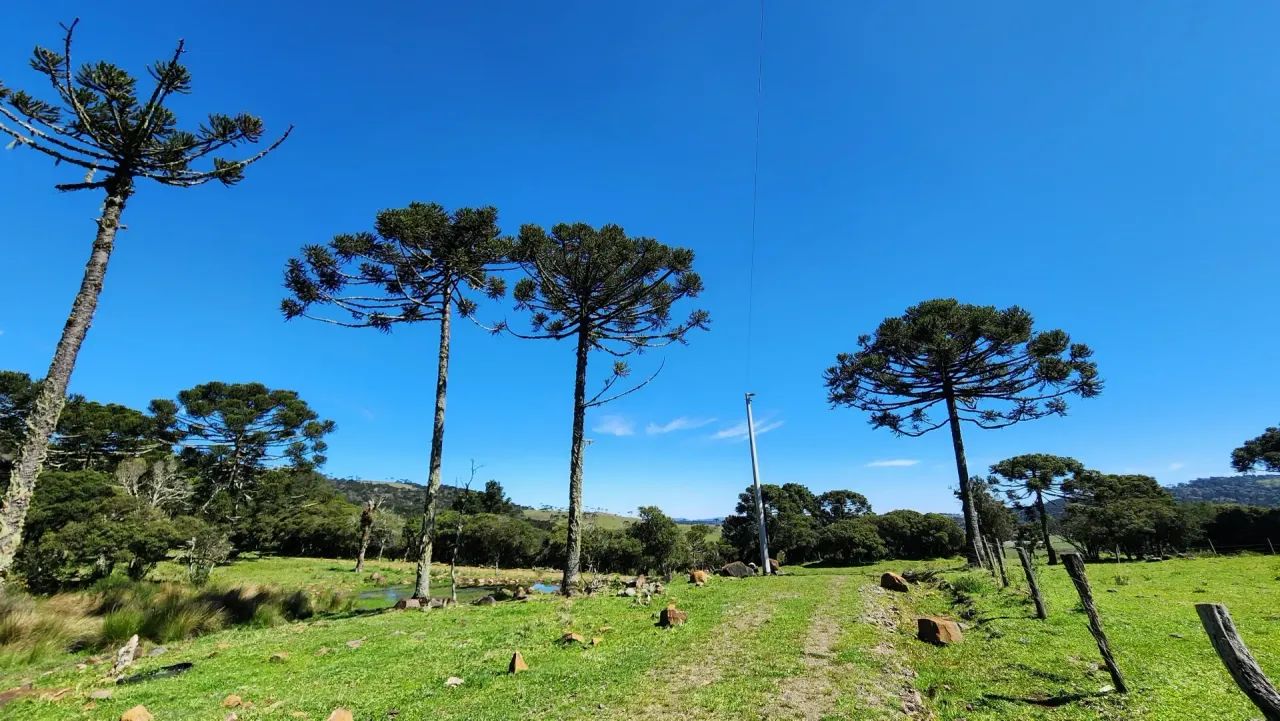 Terreno de altitude à venda em Urupema - Foto 3