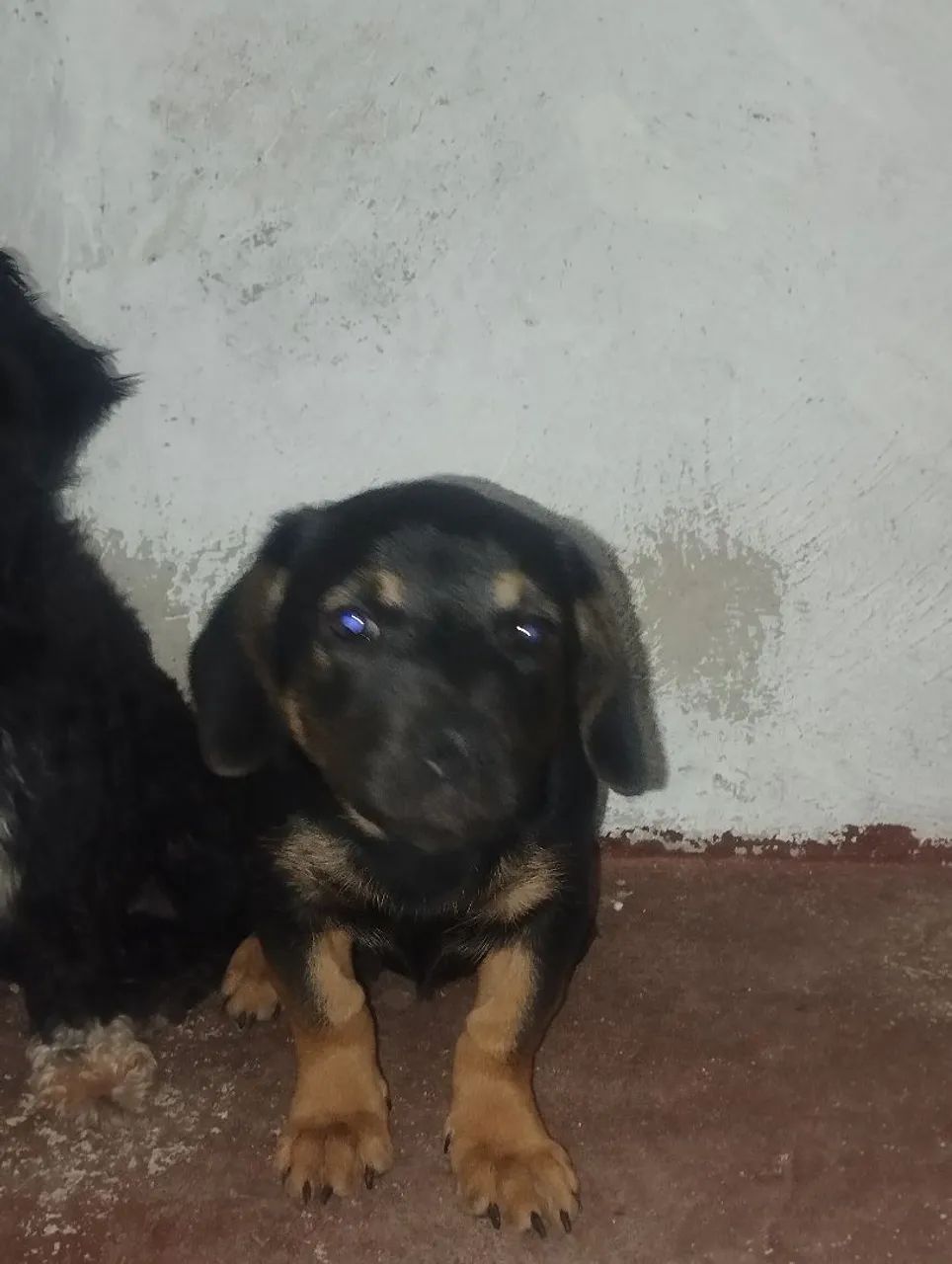 Doando cachorrinha  - Foto 2