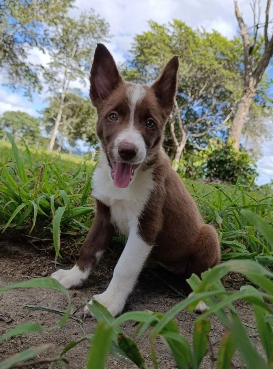 Border Collie  - Foto 5