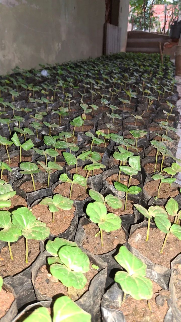 MUDAS DE CAFÉ CATUAÍ À VENDA  - Foto 4