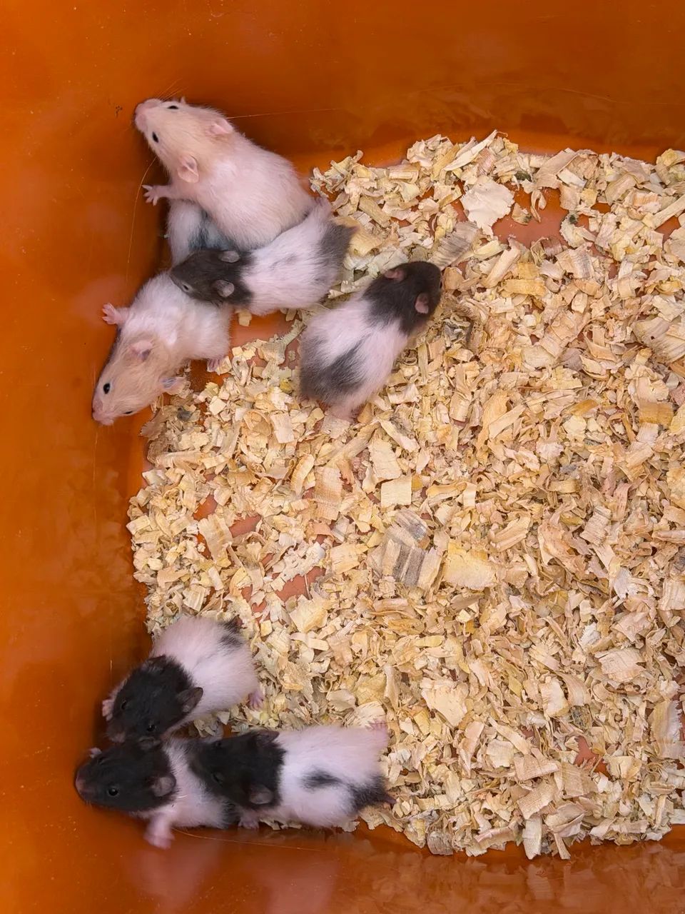 Hamster Sírio 