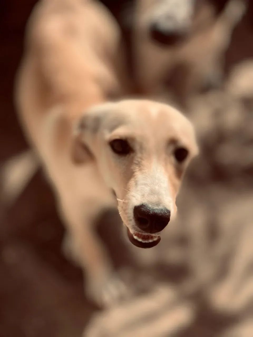 Doação de cachorro  - Foto 5