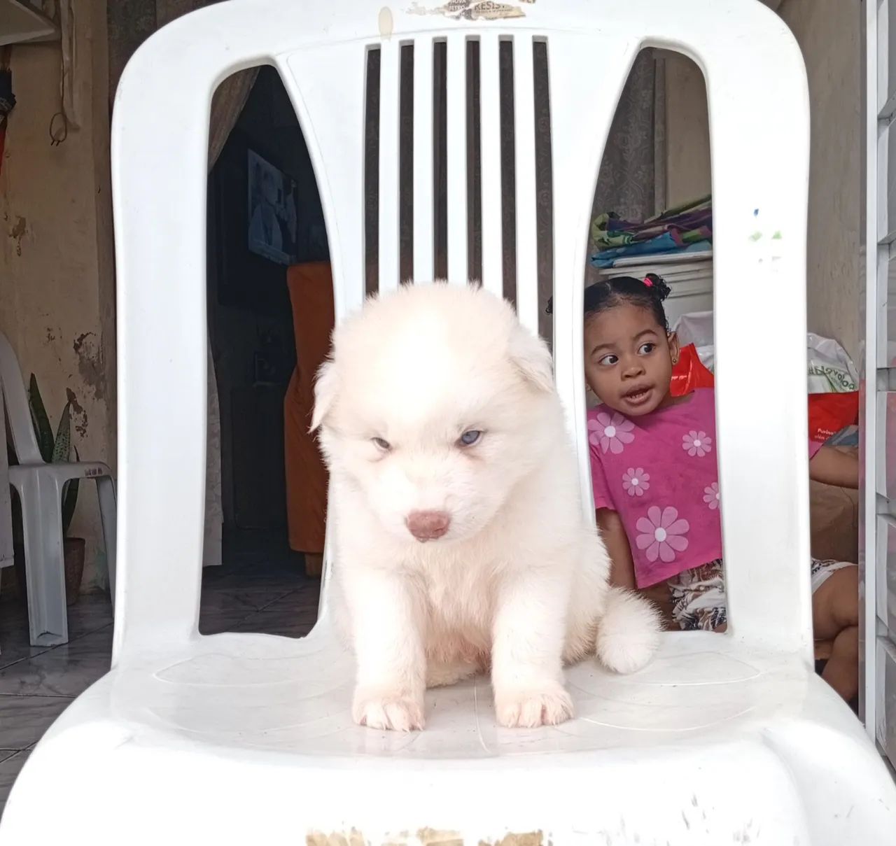 Husky siberiano 