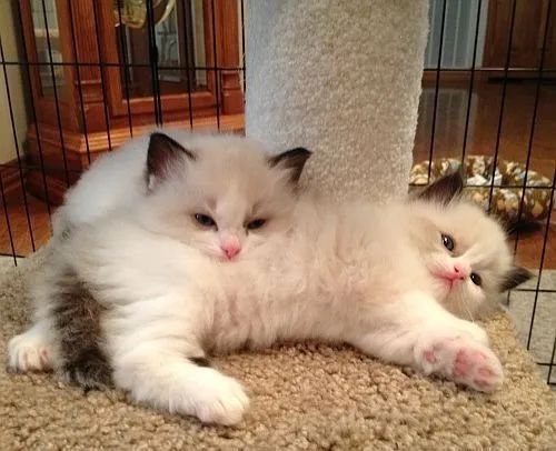 Ragdoll