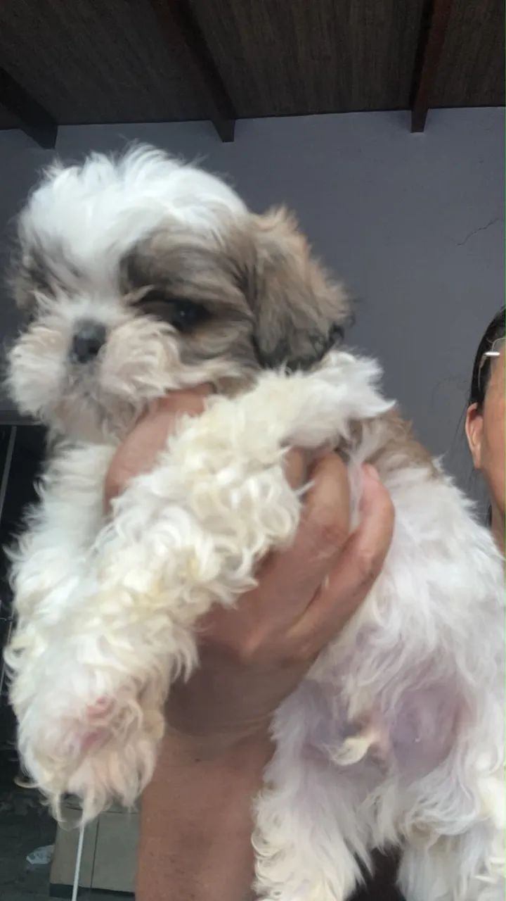 Cachorro  - Foto 3