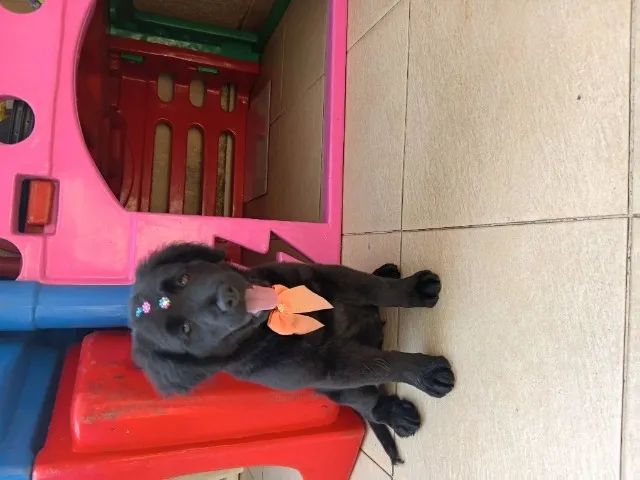 Cachorrinha. 