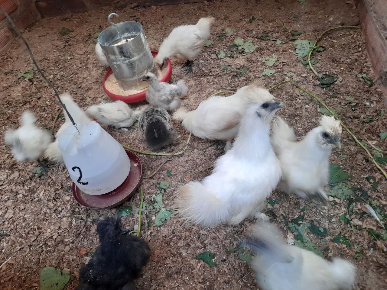 galinhas - Foto 4