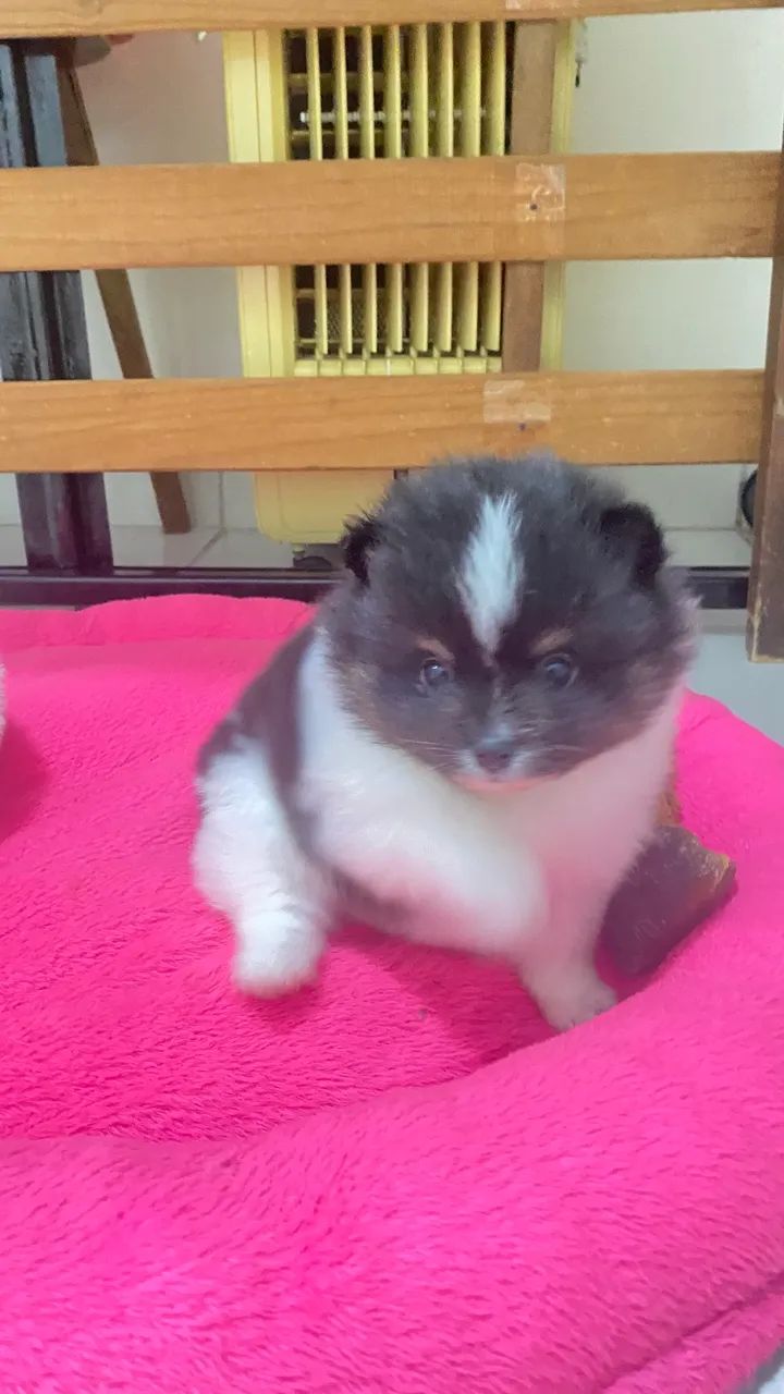 SPITZ com pedigree cbkc - Foto 3