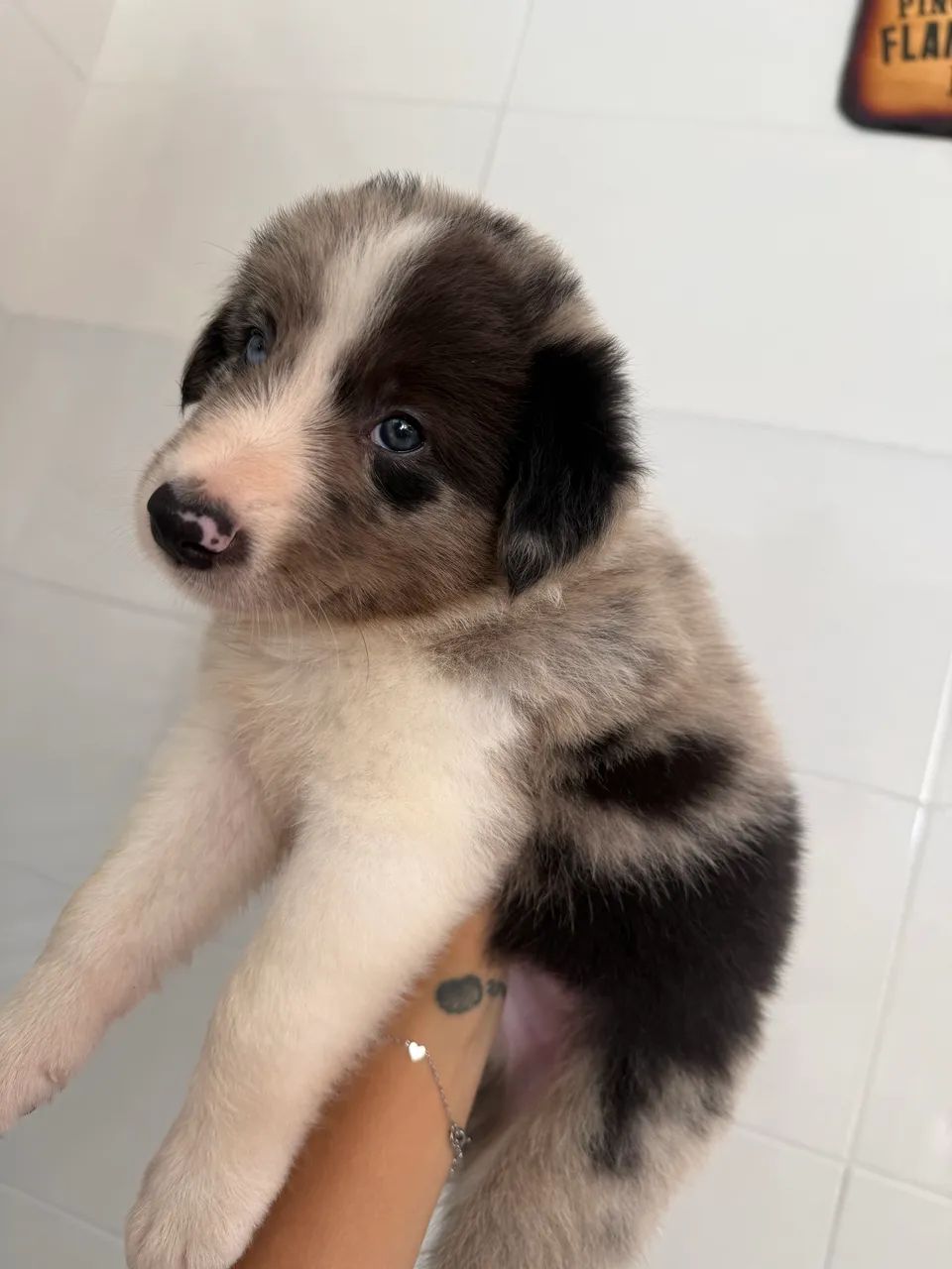 Border Collie | Filhote  - Foto 3