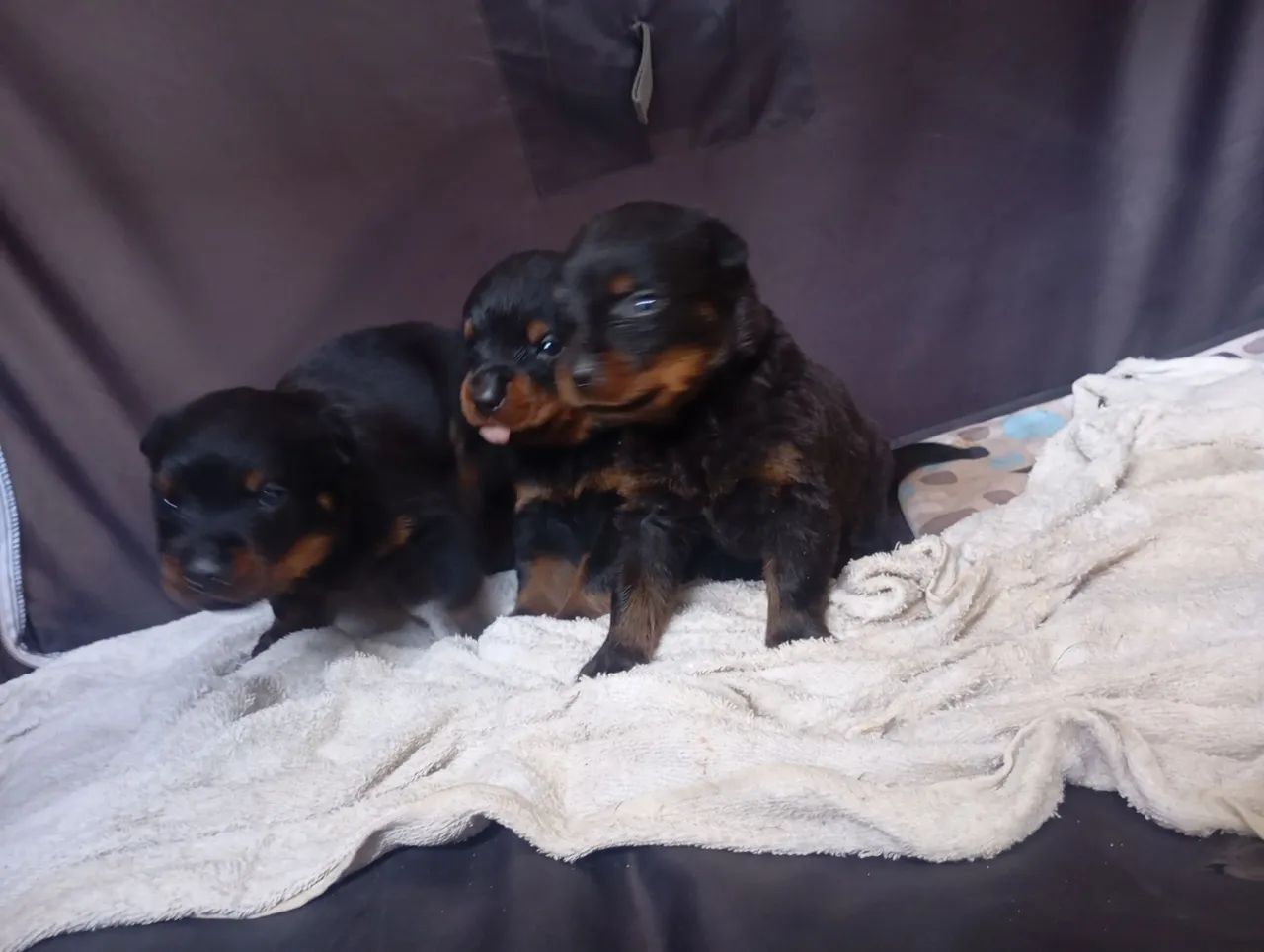 Filhotes de Rottweiler  - Foto 3