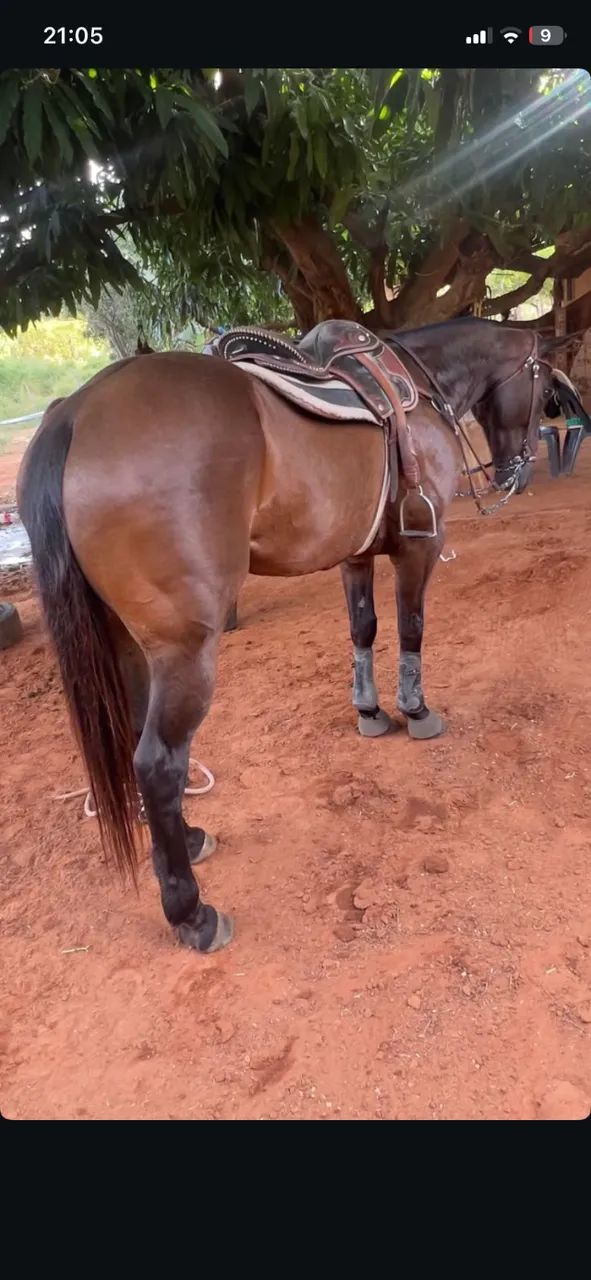 Cavalo - Foto 2