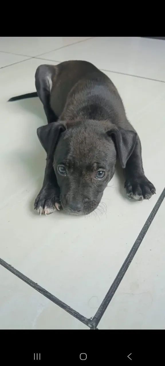 Filhotes American bully  - Foto 3