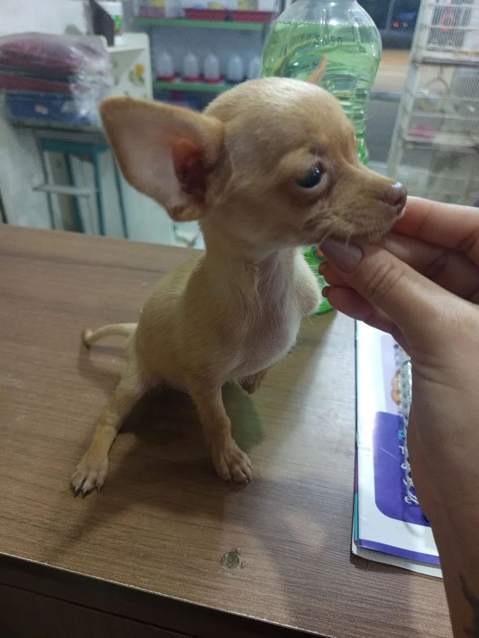 Filhote pinscher macho  - Foto 2