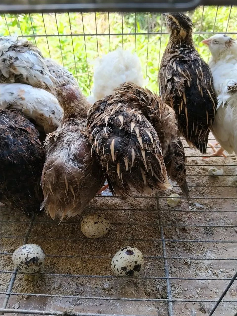 9 Codornas cores Variadas - Foto 3