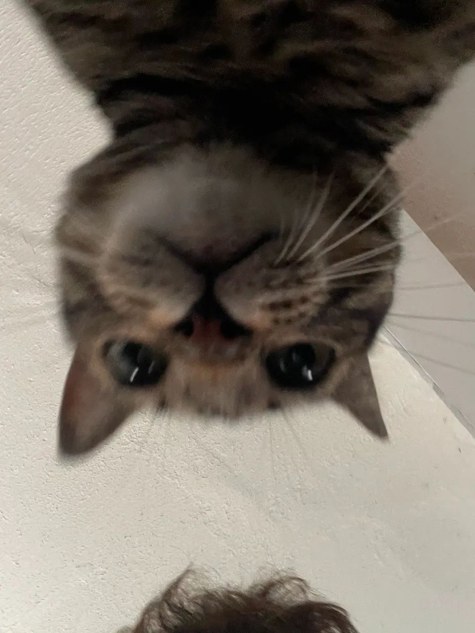 Adoção responsável - Foto 2