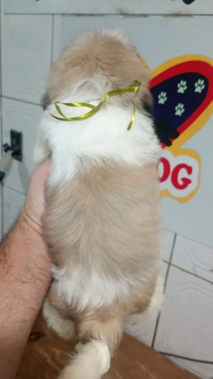 Filhotes de shitzu machos  - Foto 3