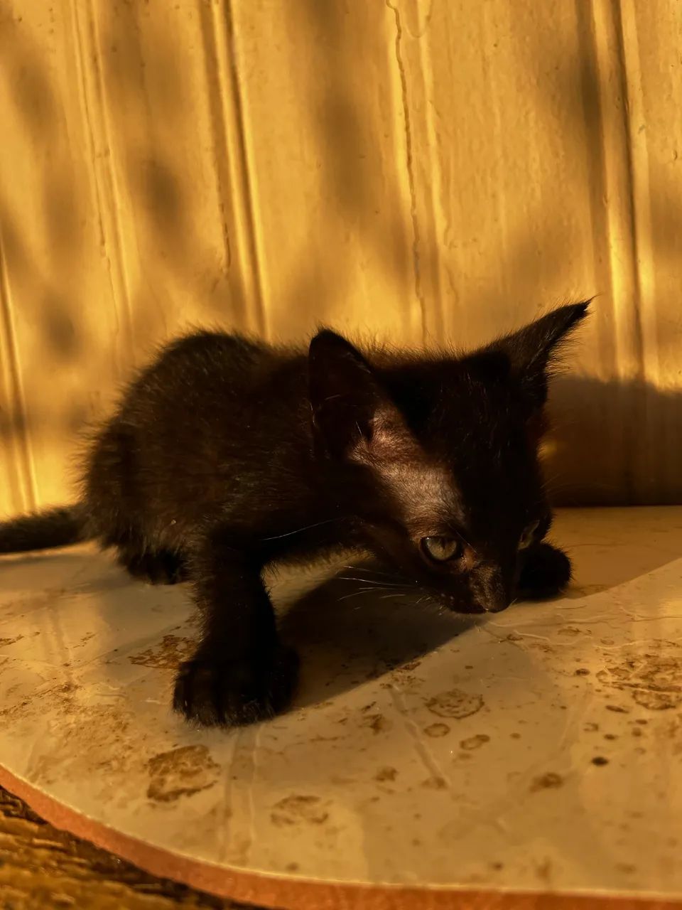 Gatinhas para doação  - Foto 3